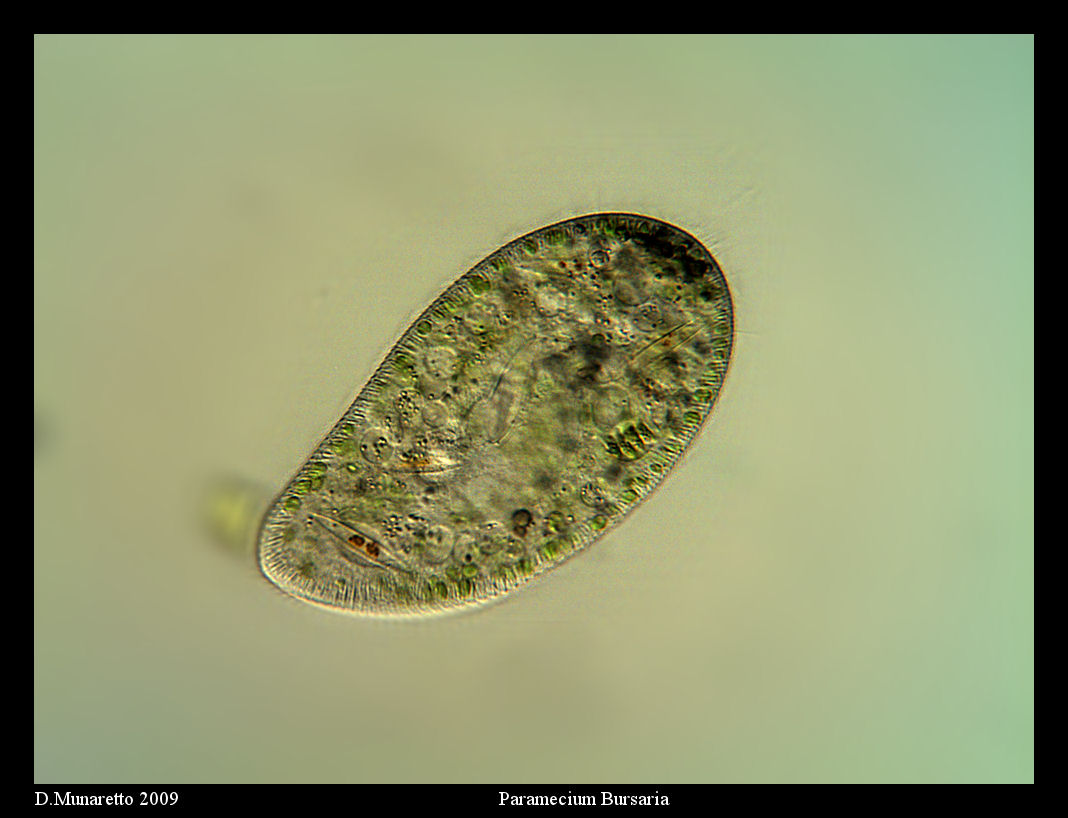 Paramecium Bursaria...250x